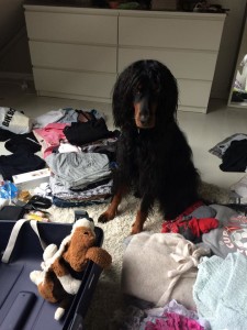 Dagens dilemma: pakke med hund eller klær